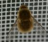 Bombylius sp.